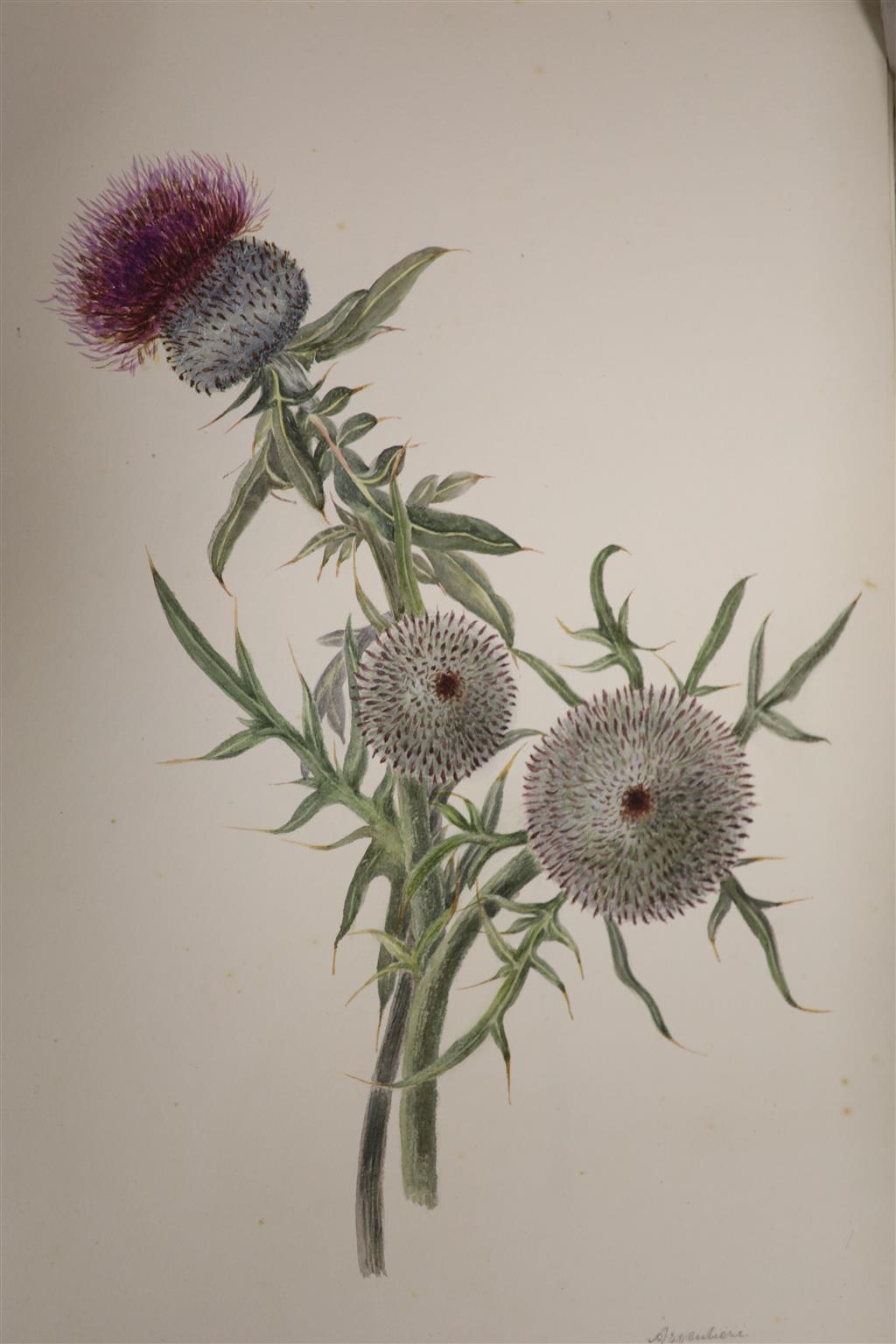 A collection of 469 botanical watercolours, painted between 1892-1922, by Falloon, painted in Kent, Sussex, Gloucestershire, Cornwall